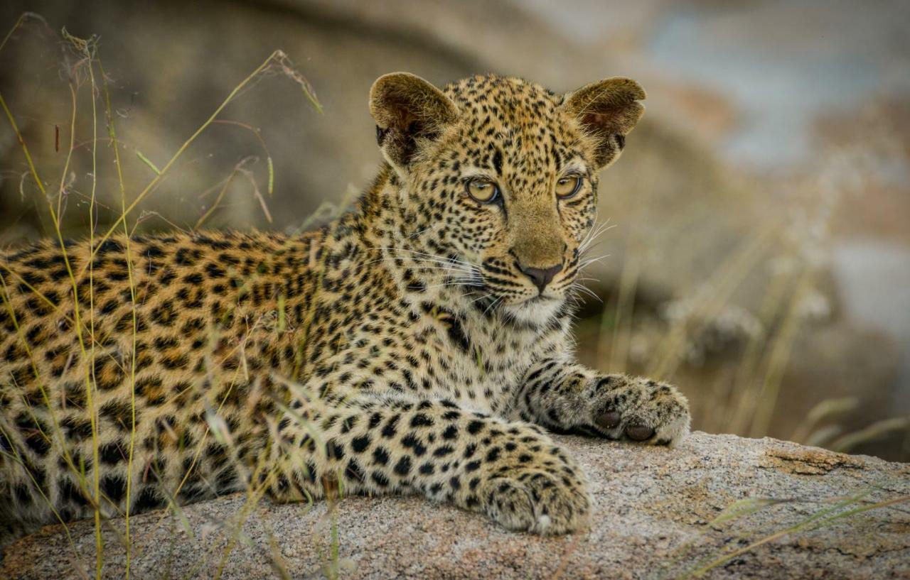 Lion Sands Narina Lodge 萨比沙禁猎区 外观 照片
